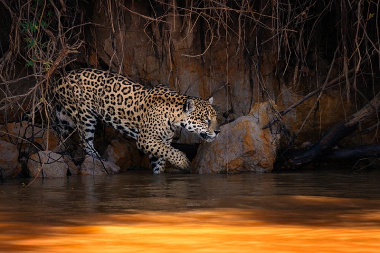 065 Noord Pantanal, jaguar.jpg